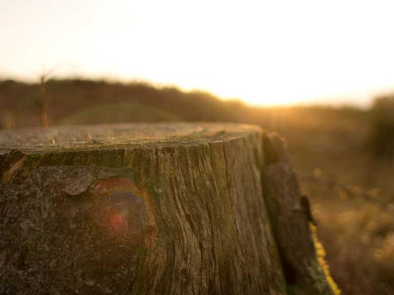 Ceci est une image de droite.