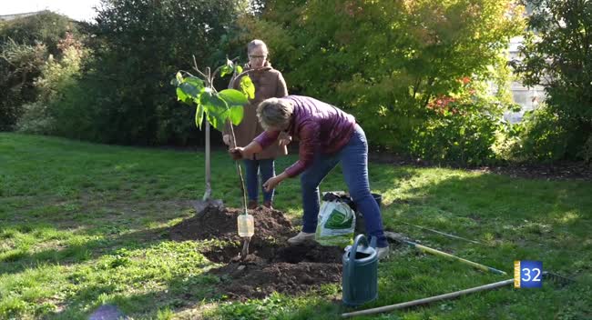 Un plaqueminier (kaki) est un arbre fruitier au feuillage très décoratif