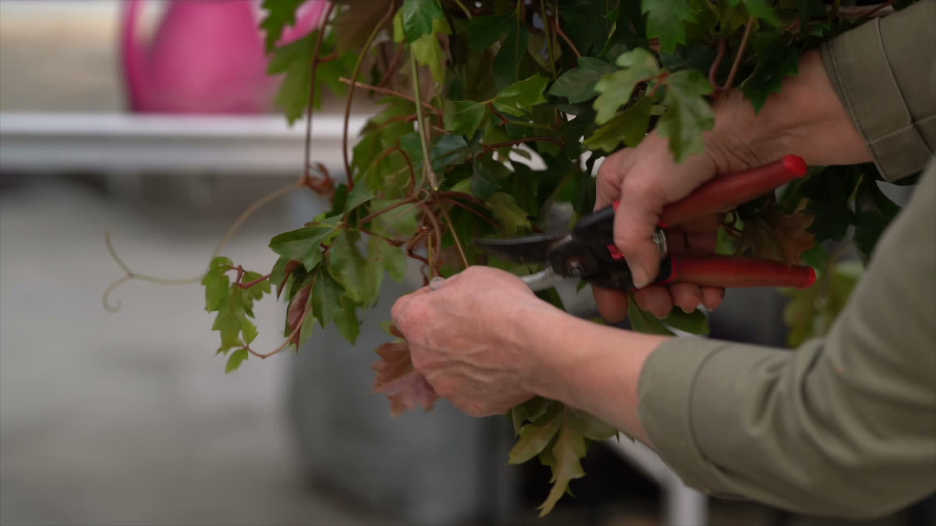 image-logo représentant le programme Le Jardin de Nathalie : REMPOTER SON CISSUS DANS UNE SUSPENSION